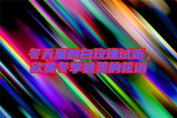 冬天里的白玫瑰試聽，欣賞冬季最美的花語