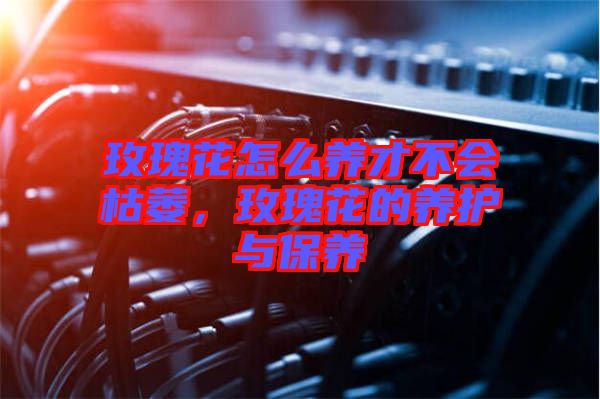 玫瑰花怎么養(yǎng)才不會枯萎，玫瑰花的養(yǎng)護(hù)與保養(yǎng)