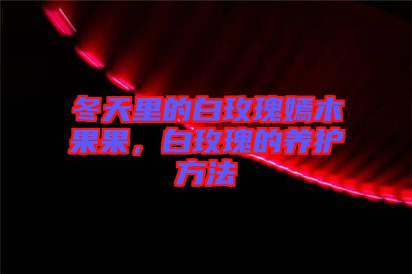 冬天里的白玫瑰嫣木果果，白玫瑰的養(yǎng)護方法