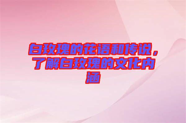 白玫瑰的花語和傳說，了解白玫瑰的文化內(nèi)涵