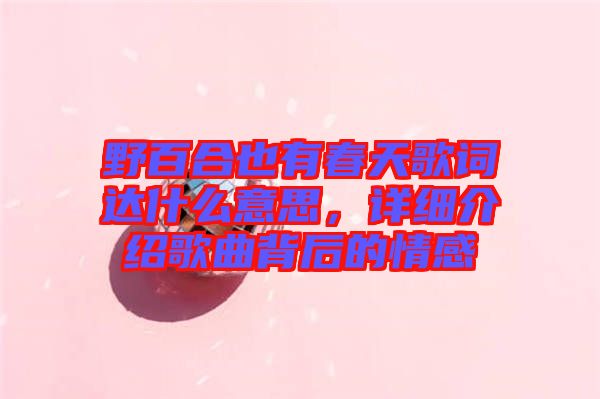 野百合也有春天歌詞達(dá)什么意思，詳細(xì)介紹歌曲背后的情感