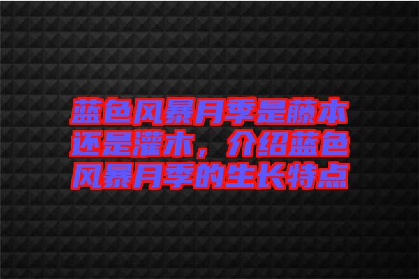 藍(lán)色風(fēng)暴月季是藤本還是灌木，介紹藍(lán)色風(fēng)暴月季的生長特點