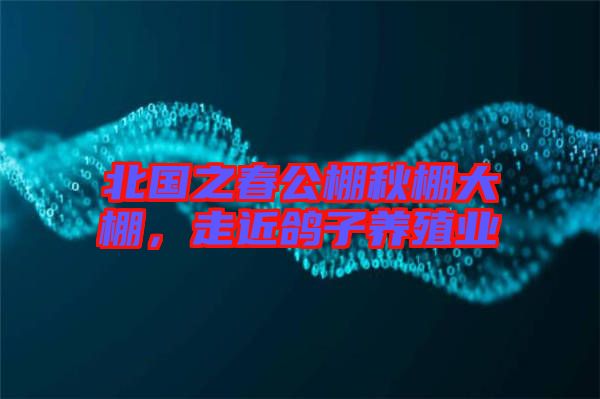 北國之春公棚秋棚大棚，走近鴿子養(yǎng)殖業(yè)