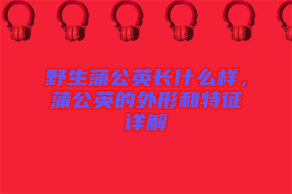 野生蒲公英長(zhǎng)什么樣，蒲公英的外形和特征詳解